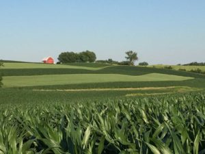 corn and oat crops