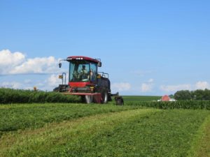 combine harvests alfalfa hay